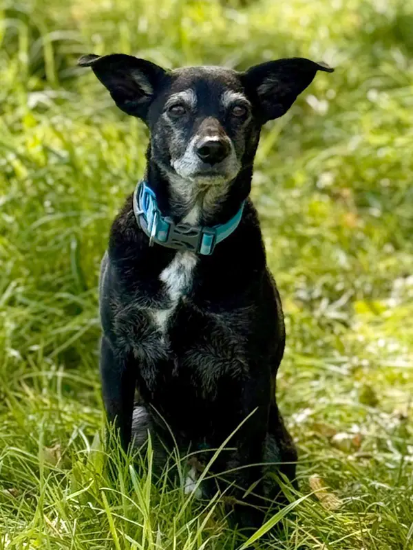 Portrait Firmenhund Mäusejäger